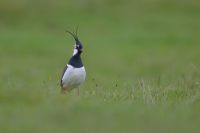 Peewit 4